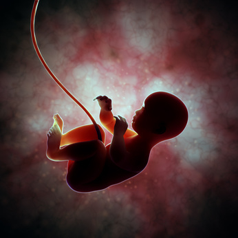 Fetus inside the womb